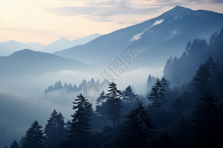 云雾缭绕的松林冬日云雾缭绕的山脉背景