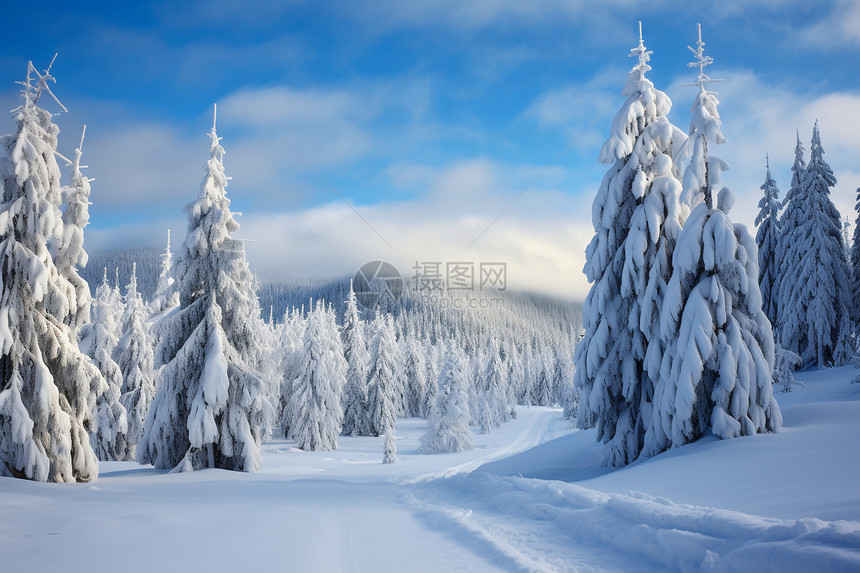 冬季风景中雪地图片