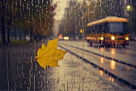 落在玻璃上的雨滴和树叶高清图片