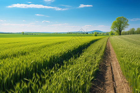 田野中的农作物背景图片