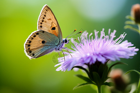花草上美丽的蝴蝶背景图片