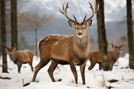 雪地麋鹿装饰画雪地中野生的麋鹿背景
