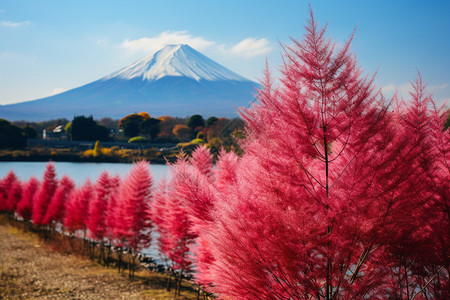 一棵粉色花树美丽的粉色花树背景