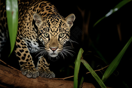 夜晚丛林中的美洲豹高清图片