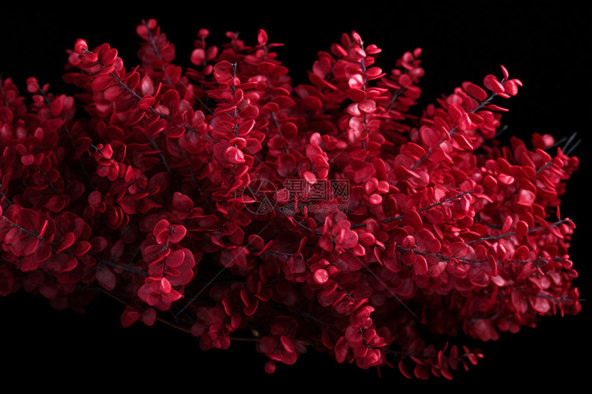 美丽的红色植物图片