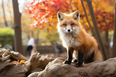 户外可爱的狐狸图片