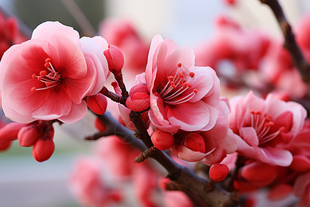 树枝上的粉色花朵背景图片