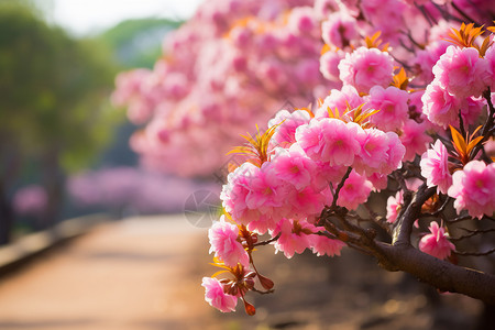 花园火车春日里的樱花树背景