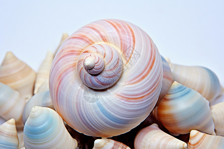 生物贝壳美丽海螺背景