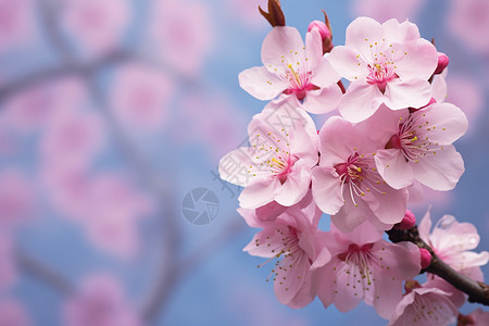 粉色樱花盛开背景图片