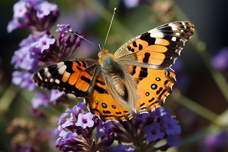 花丛里的蝴蝶背景图片