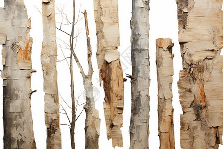 木头材料背景下的植物树木插画