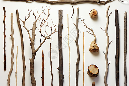 木料的不同的木材树木插画