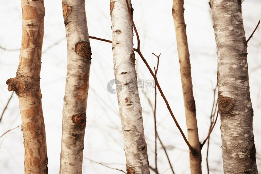 白色背景下的木材树木图片