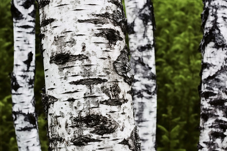 天然形成的桦木树皮背景