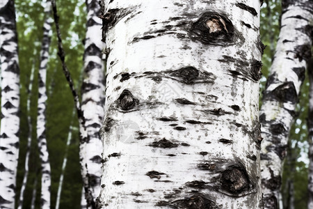 白色桦木的特写镜头高清图片