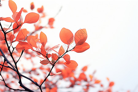 树枝上红色叶子的特写图片