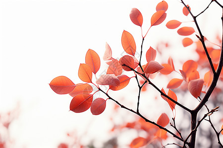 秋季树枝上红色的树叶图片
