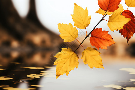 水面上的金黄色树叶背景图片