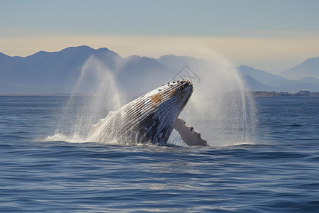 海洋中的鲸鱼生物图片