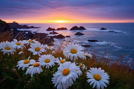 日出的花朵夏季海边盛开的美丽花海背景