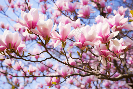 春季盛开的木楠花背景