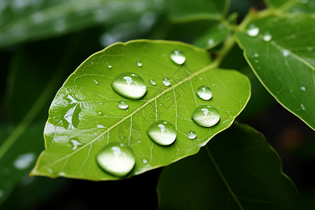 夏季绿叶上的水滴图片