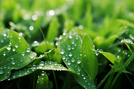 雨后清新的绿叶背景图片