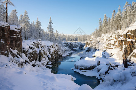 寒冷冬季的森林景观图片