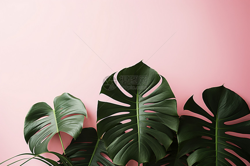 粉色背景前的热带绿叶植物图片
