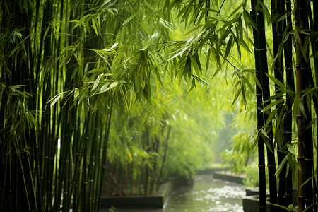 郁郁葱葱的森林竹海景观图片