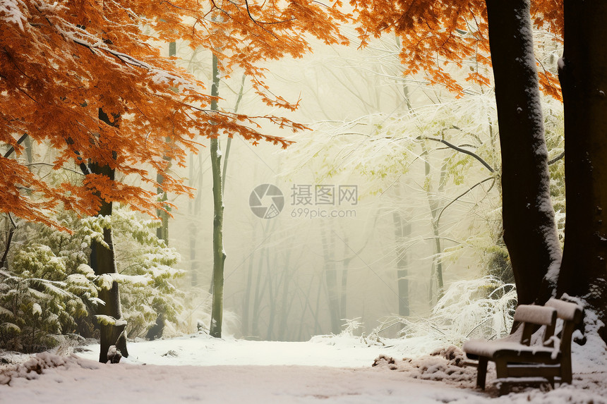 美丽的雪后树林景观图片