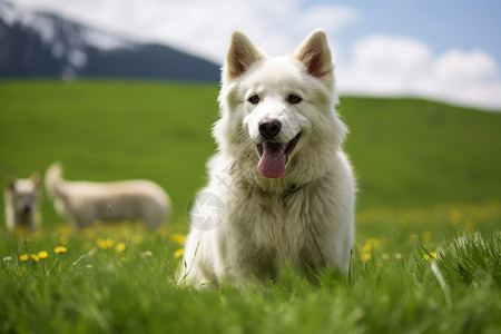户外草原上的宠物狗狗背景图片