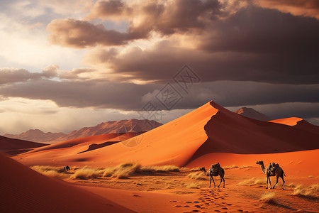 沙漠中的骆驼和行人图片