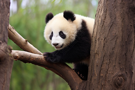 树木上的动物熊猫图片