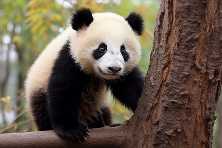 树木上的熊猫图片