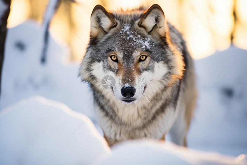 雪地中危险的狼图片
