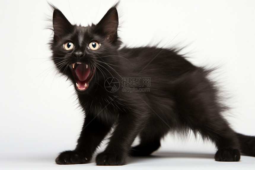 黑色的动物猫咪图片