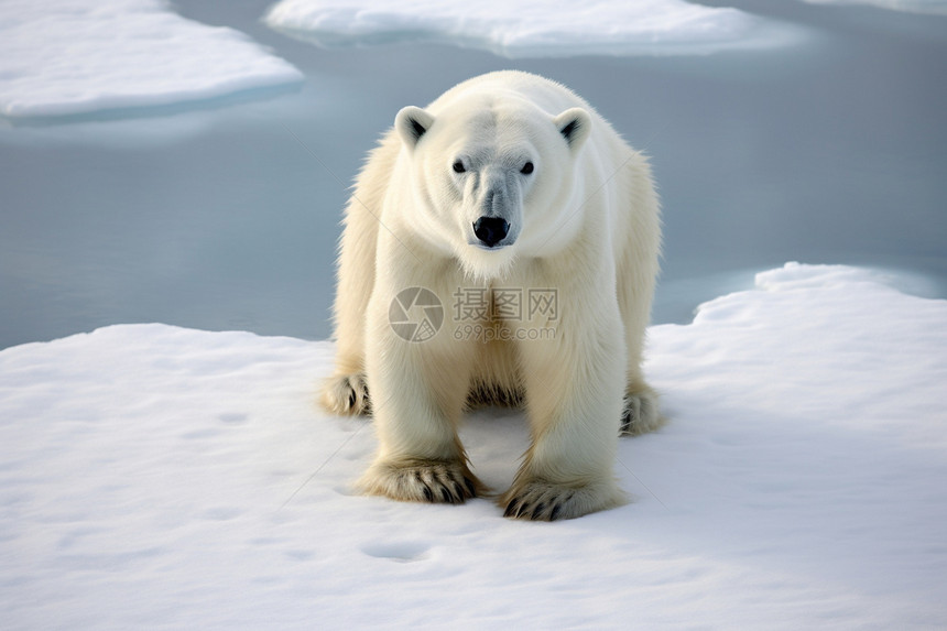 可爱的野生北极熊图片