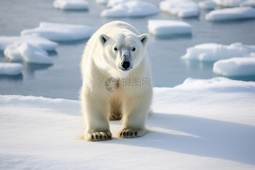 白色的野生北极熊图片