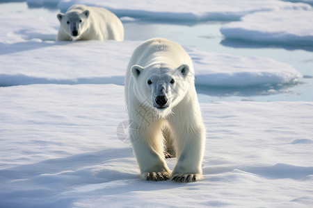 雪地上的野生北极熊图片