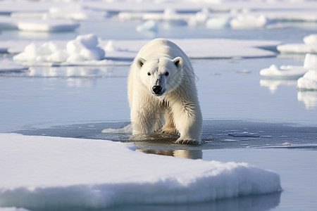 水里的动物北极熊图片