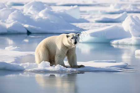 白色的动物北极熊图片