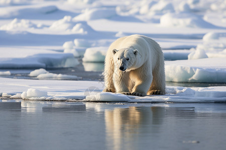 冬季冰川上的北极熊高清图片