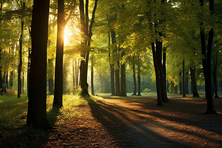 阳光穿梭树林的美丽景观图片