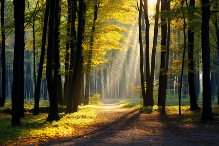 徜徉秋林的美丽景观图片