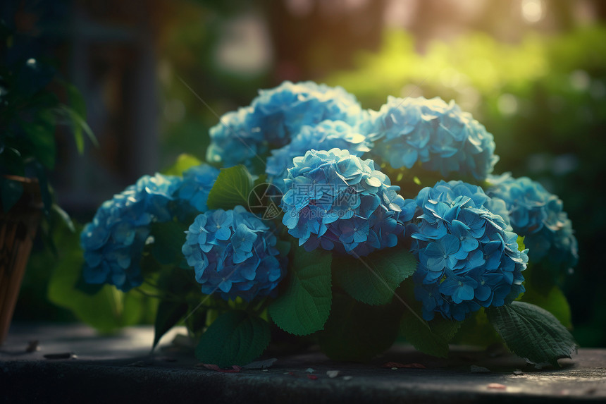 花园中蓝色的绣球花图片