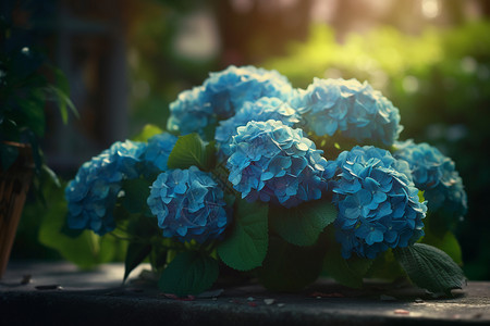 花园中蓝色的绣球花背景图片