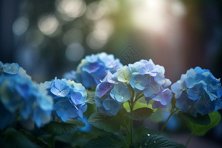 手绘蓝色绣球花盛开的绣球花特写镜头背景