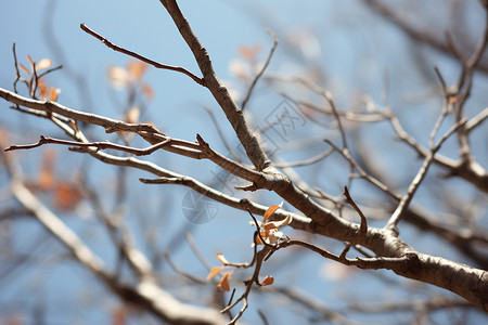 冬季户外的树枝背景图片